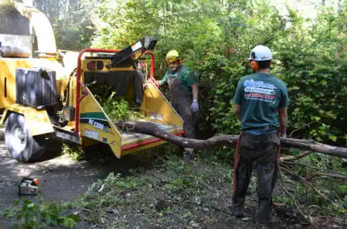 tree services Maple Park